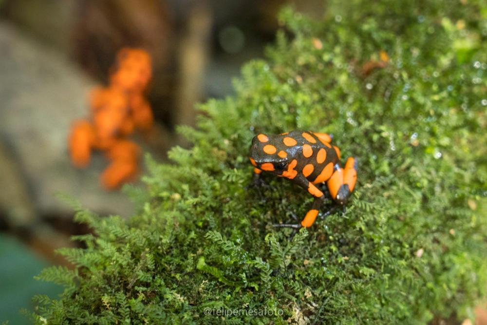 Safio. Una Casa En El Paraiso. นูกี ภายนอก รูปภาพ